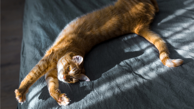 とことん自分を甘やかせ！メンタルヘルス回復のヒント16