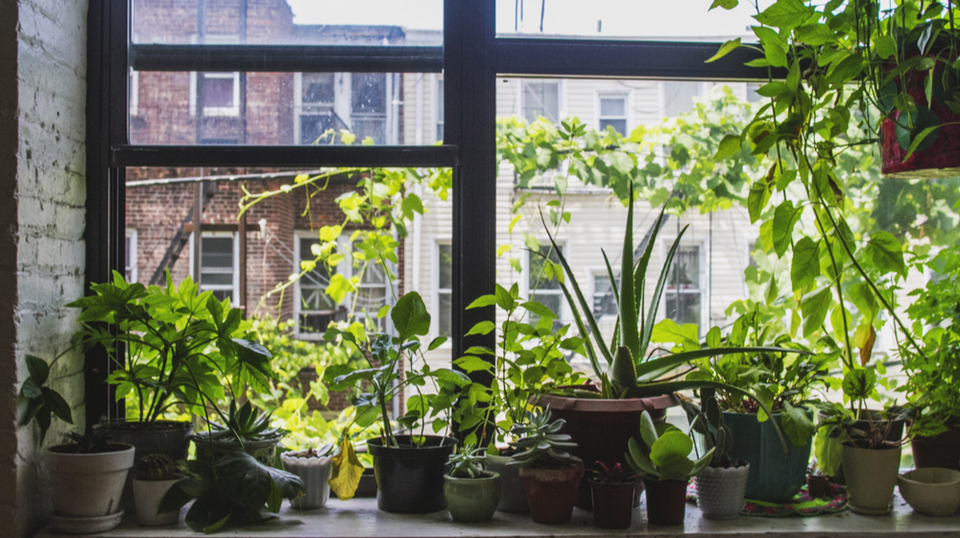窓辺の観葉植物