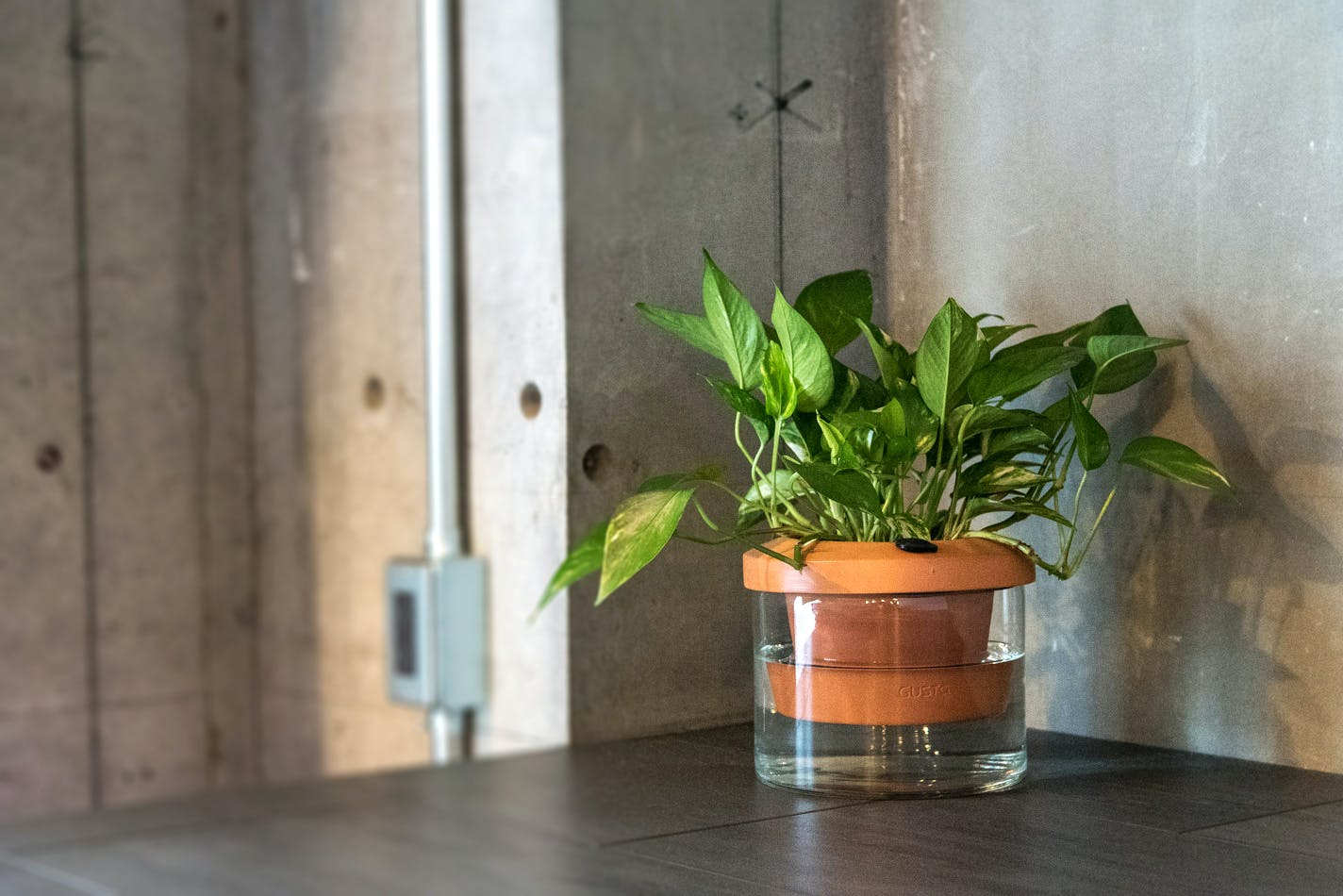 観葉植物を気軽に楽しめる自動給水付きプランターがキャンペーン終了間近 ライフハッカー 日本版