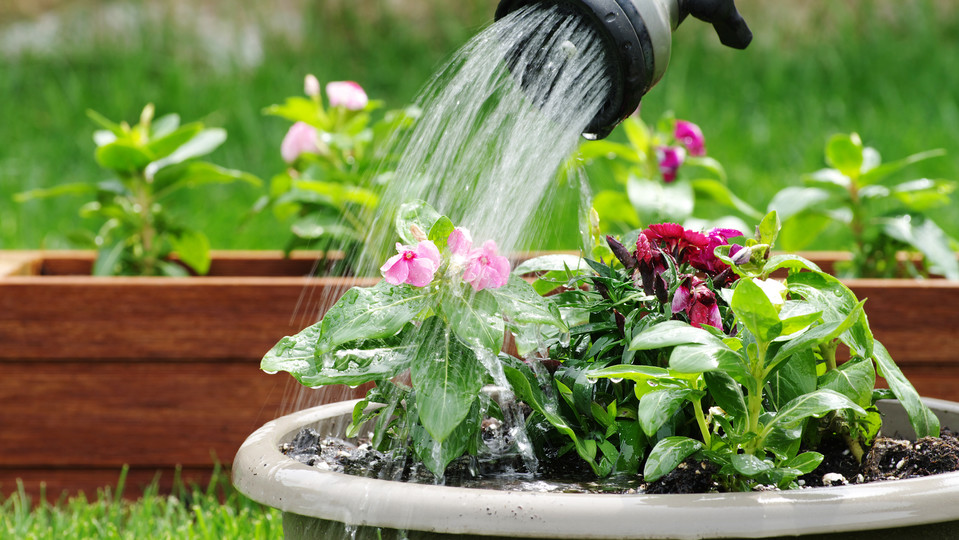 日照り続きでも植物を外で元気に育てる5つのコツ