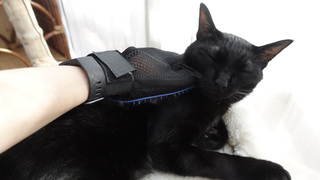 なでるだけで抜け毛ゴッソリ！ 飼い主もペットも笑顔になるグローブ型ブラシ