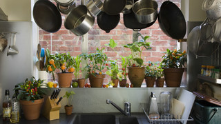 夏に屋内植物を外に出すときの注意点 ライフハッカー 日本版