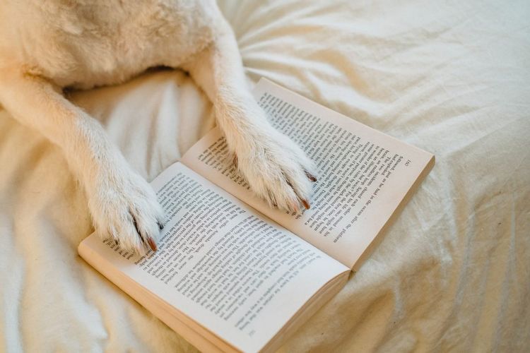 犬が手で本を開いているところ