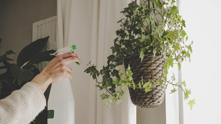 夏に屋内植物を外に出すときの注意点 ライフハッカー 日本版