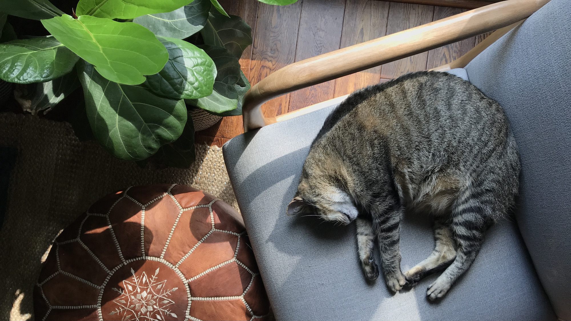 チューリップやアジサイも ペットに有害な観葉植物の見分け方 ライフハッカー 日本版