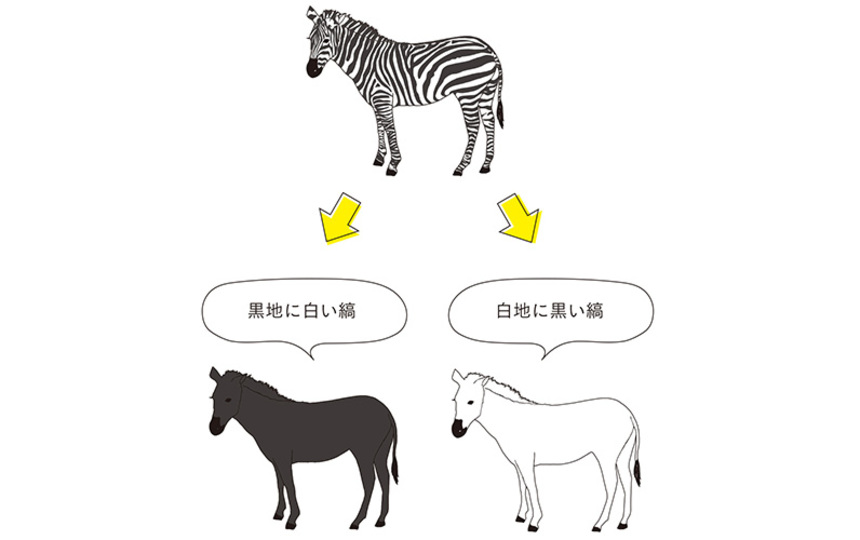 シマウマ