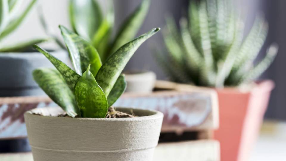 初心者でも大丈夫。植物の成長を促す手入れの方法4つ