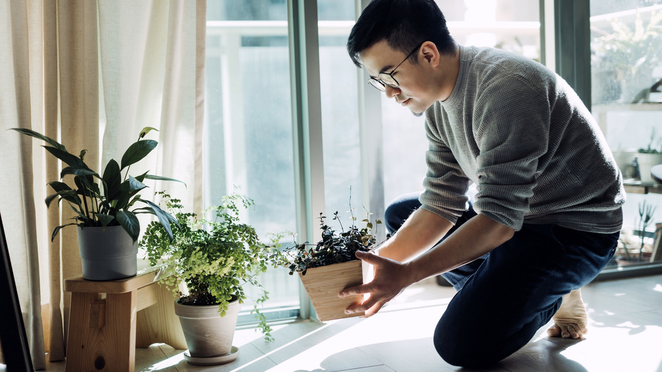 なぜ室内植物は空気を浄化できないのか?