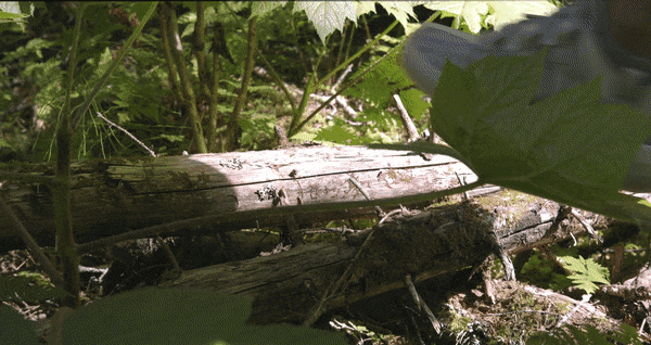 GIF__1_