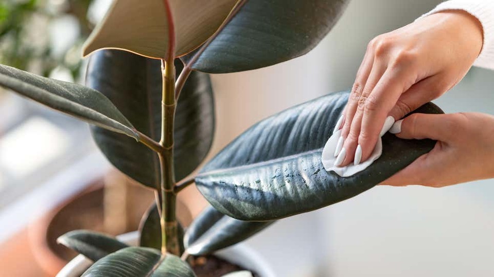 空気中のほこりを減らしてくれる観葉植物