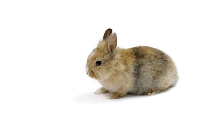 今日3月11日から Euで化粧品の動物実験が全面禁止 Mylohas