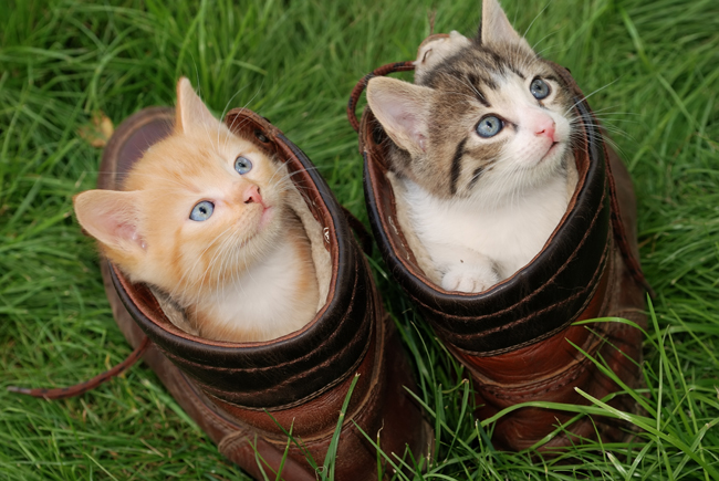 癒されるに決まってる 動物写真家 イワゴーさんの猫写真展 Mylohas