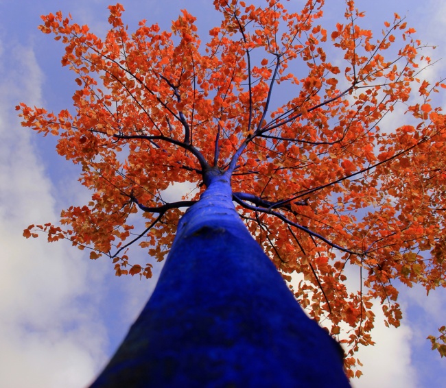 20130721.Blue-tree1.jpg
