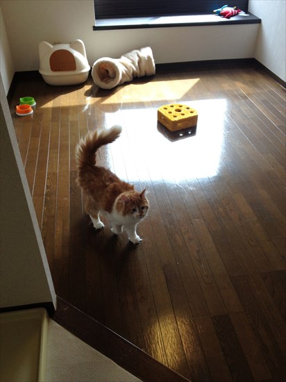 20140727_tokyocatguardian_2.jpg