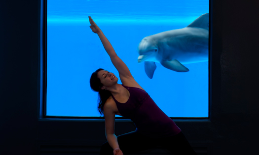 癒し効果抜群 イルカを見ながら行うヨガ Mylohas