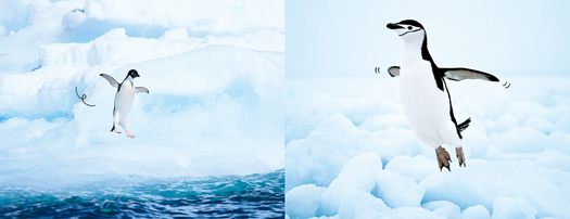 かわいいけれど なんだかシュール 動物が跳んでるだけの写真集 Mylohas