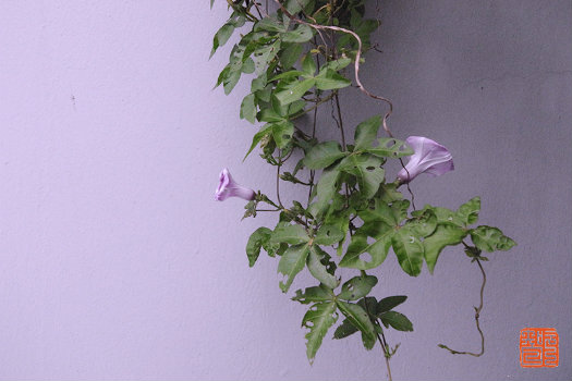 20160513_purple1.jpg