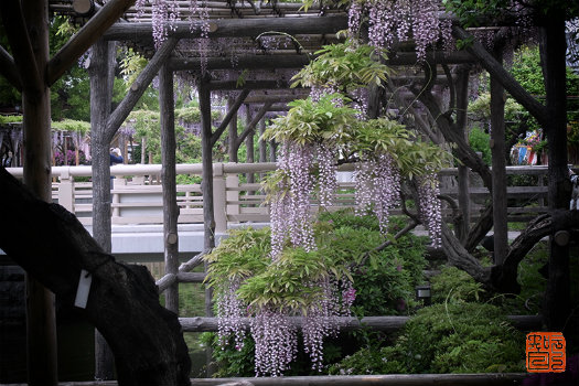 20160513_purple3.jpg