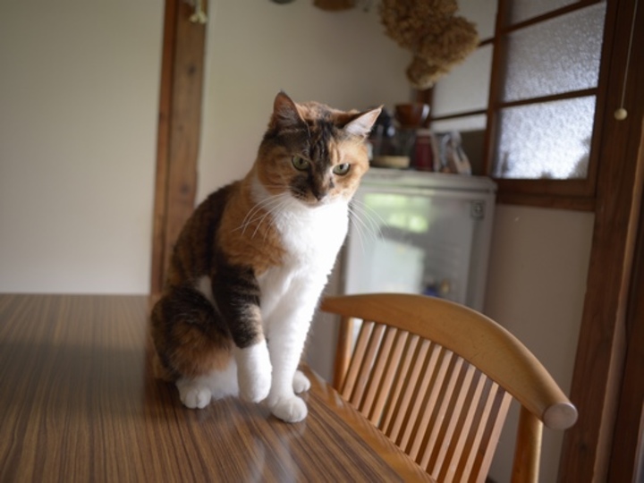 夏を涼しく過ごす 古い日本家屋の知恵 逗子猫日記 Mylohas