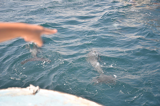20160825_amakusa20.jpg
