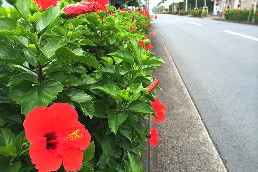 20161216_aogashima3.jpg