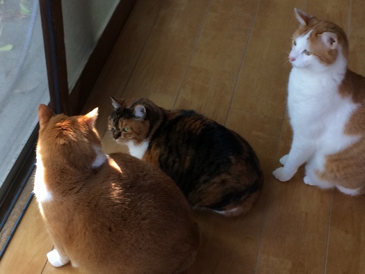 我慢できなく容赦しない猫パンチ 逗子猫日記 Mylohas