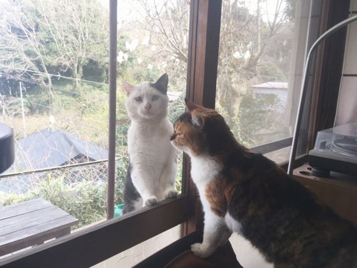 頻繁に我が家の様子を見に来る庭猫たち 逗子猫日記 Mylohas