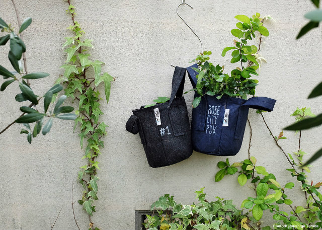 20170831_root2.jpg