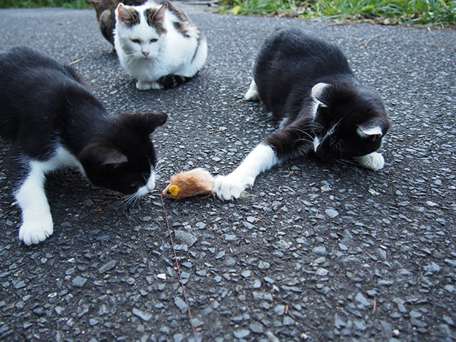 20171102_tashirojima14.jpg