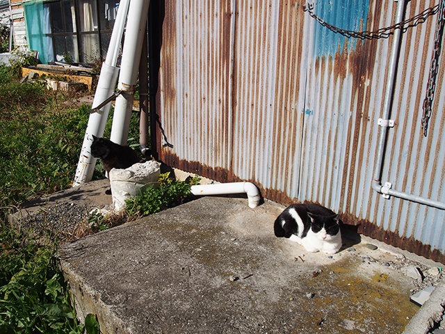 20171102_tashirojima5.jpg