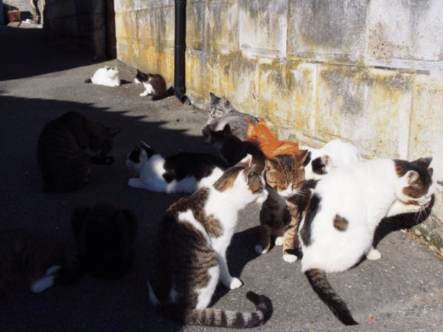 20171102_tashirojima7.jpg