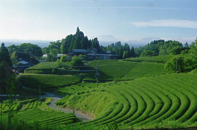 1712_miyazakisabo_03.jpg