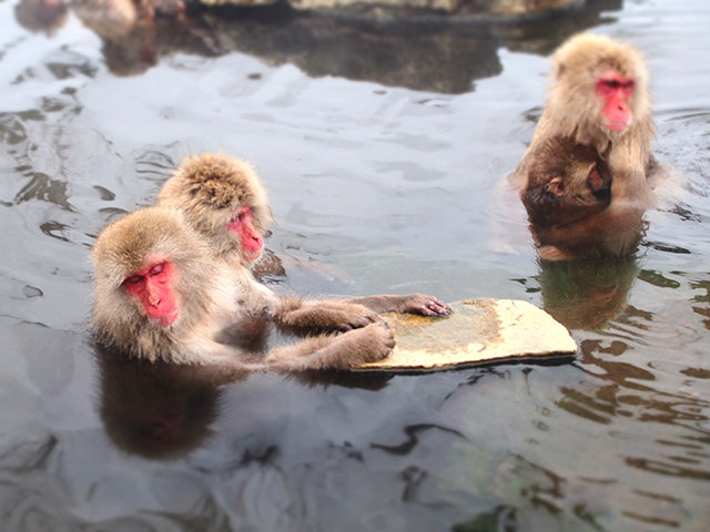 20171228_monkey10.jpg