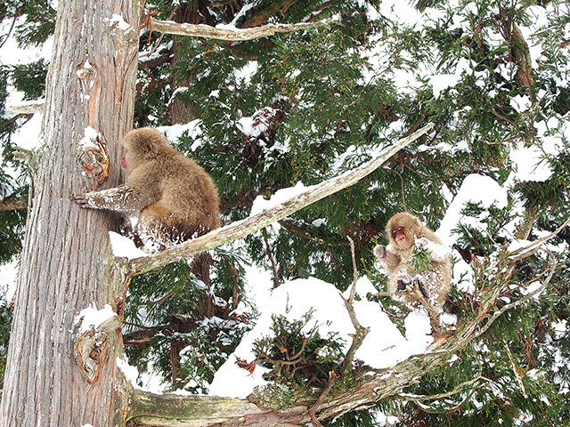 20171228_monkey8.jpg