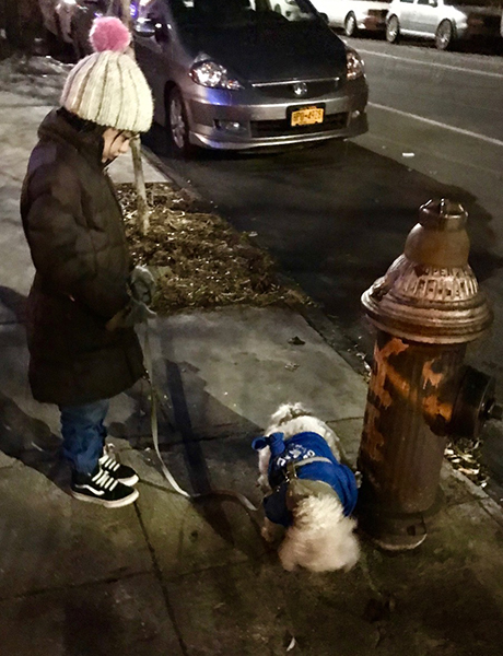 我が家に犬がやって来た ニューヨークの犬事情 Mylohas