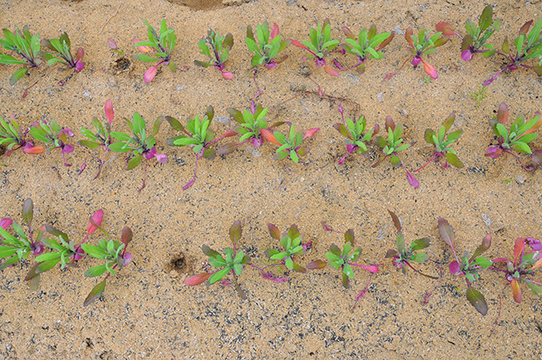 能登 羽咋市で出会える自然栽培野菜と本格フレンチ地産地消レストラン Mylohas