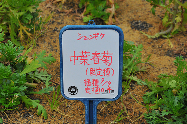 20180328_sakui_5