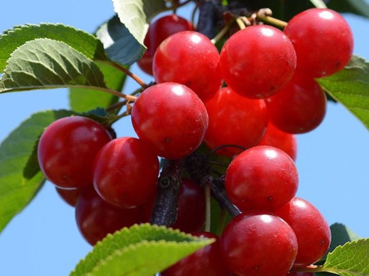 GettyImages-820821802-Deb-Perry-tart-cherries_0