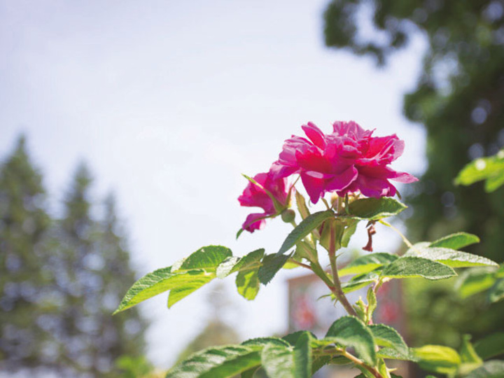 1806_rosarugosa_02