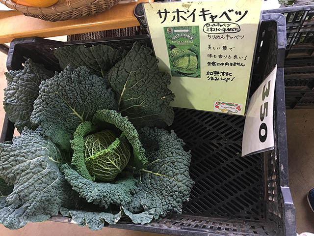 キャベツ