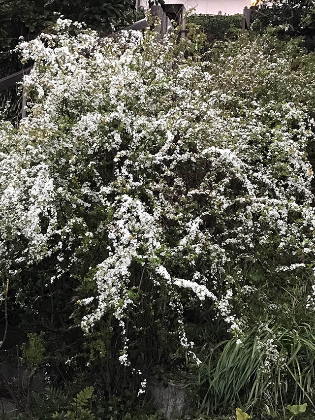 植物