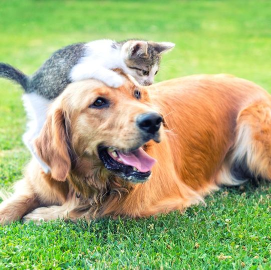 猫と犬