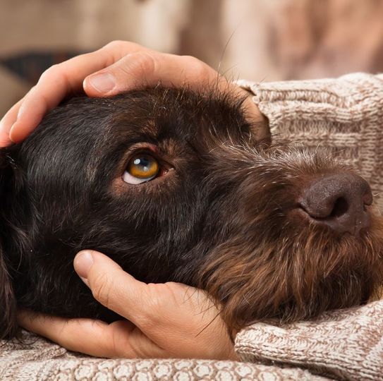 犬