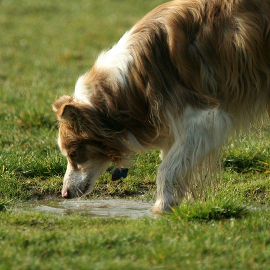 犬