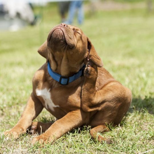 犬