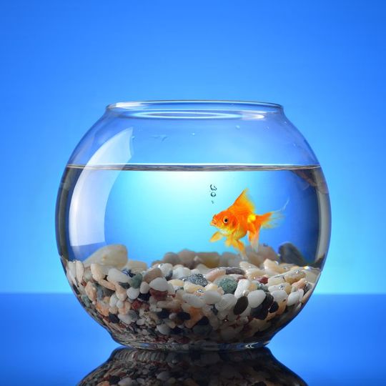金魚
