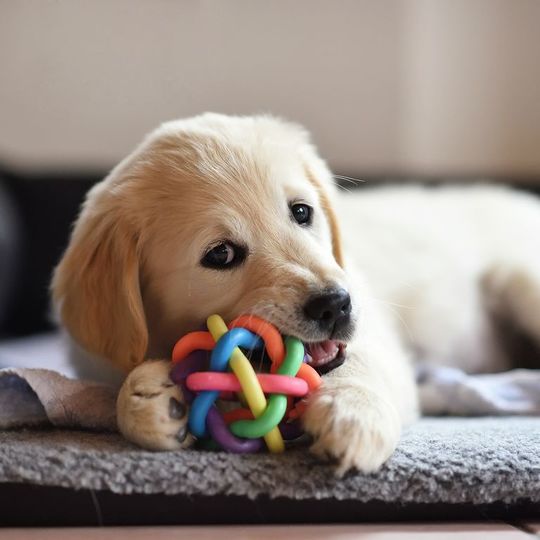 犬
