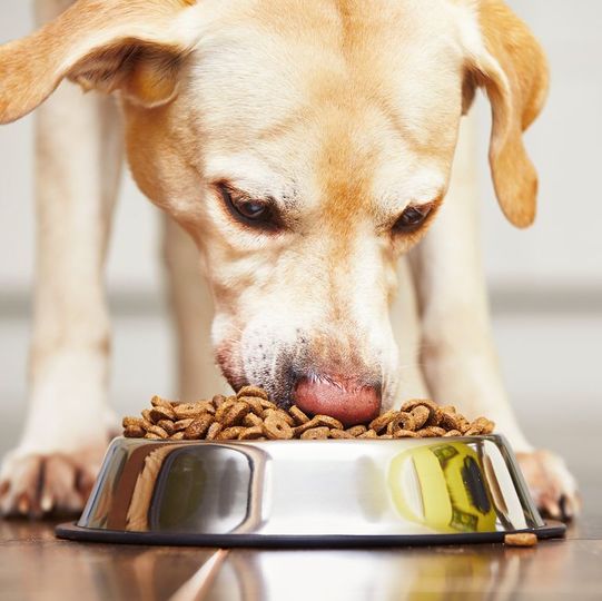 犬