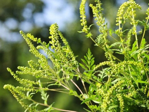 秋のアレルギー・花粉症の8つの症状。ブタクサ、カビ以外の原因