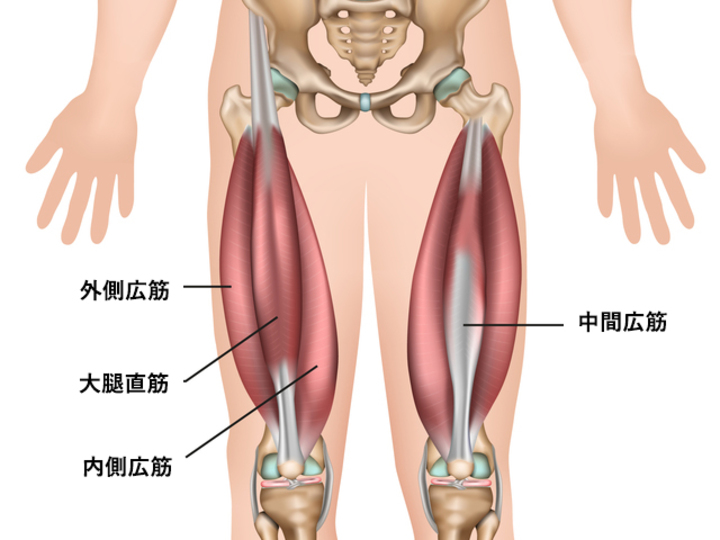大腿四頭筋